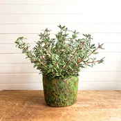 Black Rose Succulent Drop In