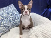 Boston Terrier – 13925