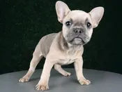 French Bulldog – 15216