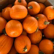 Standard Orange Pumpkins — Greene Thumb Landscape