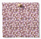 August Ellery - Seedling Drift Heirloom Anther