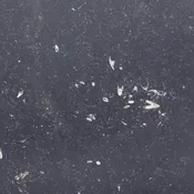 Belgian Bluestone