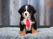 Bernese Mountain Dog