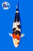 AZUKARI 2027 Sumi Zakura TATEGOI 22”