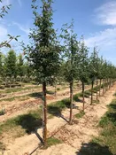 Acer griseum – Paperbark Maple