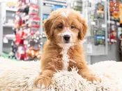 Mini Goldendoodle