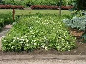 Muskingum Gray Dogwood (Cornus racemosa ‘Muszam’)