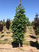 Acer platanoides ‘Columnare’ – Columnar Norway Maple