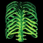10287D0-GLOW BONES