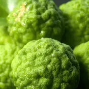 Bergamot Essential Oil