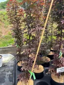 Acer Palmatum Twombley Red Sentinel 2 Gal