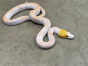 Male Albino Pied Reticulated Python — Pets-A-Plenty