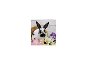 Domestic Rabbit – 13328
