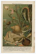 1900 Antique German Scientific Lithograph, Print || Sea, Clams, Mussels, Snails