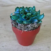 BLUE SWAN CREPE PAPER SUCCULENT — PAPERCRAFT MIRACLES LLC