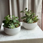 Succulent Dish - Classic White Ceramic