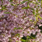 Cherry, Weeping Pink