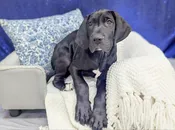 Great Dane – 13928