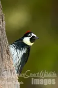 Acorn Woodpecker adult female Tekiela TEK0689