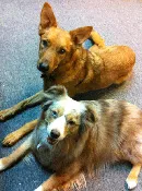 Reactive Dog Private Lessons