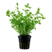 Lindernia rotundifolia by Tropica