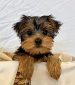 Archie