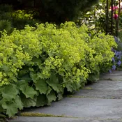 Alchemilla mollis