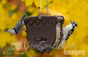 Acorn shaped peanut feeder with Downy WP and White-breasted Nuthatch Tekiela TEK8677