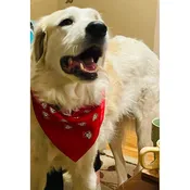 Beau Bandanas
