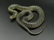 Cbb speckled kings — Pets-A-Plenty