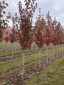 Acer rubrum ‘Franksred’ (RED SUNSET®) – Red Sunset® Maple