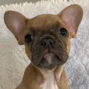 Blue Fawn French Bulldog Puppy for Sale