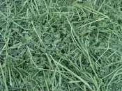 Alfalfa Hay Bale