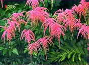 Astilbe - Ostrich Plume