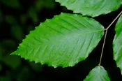 American Beech