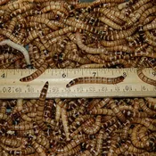 1000 Super Worms