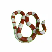 Albino Nelson Milksnakes
