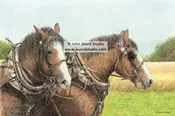 Beau and Jack Working Horses