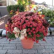 Fall Hardy Mum container & color varies