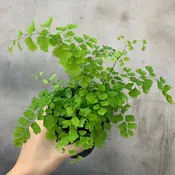 Adiantum raddianum- 4" (rescue)