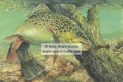 Brown Trout