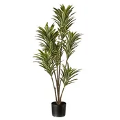 Baby Dracena 46″