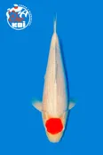 21” Takigawa  Nisai Tancho Kohaku Female