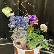 Plant Fairy Garden
