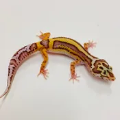Bold Bell Leopard Gecko  Female 2025-071