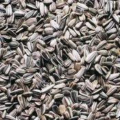 #1018 Aria Raw Unsalted Sunflower Seed - Parrot Treat & Foraging - 8oz