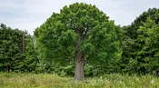 Celebration Maple