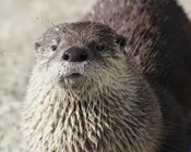Oscar
