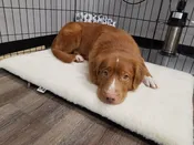 Orthopedic Beds &amp; Covers
