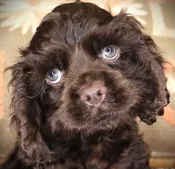 Cocker Spaniel (M) 24854